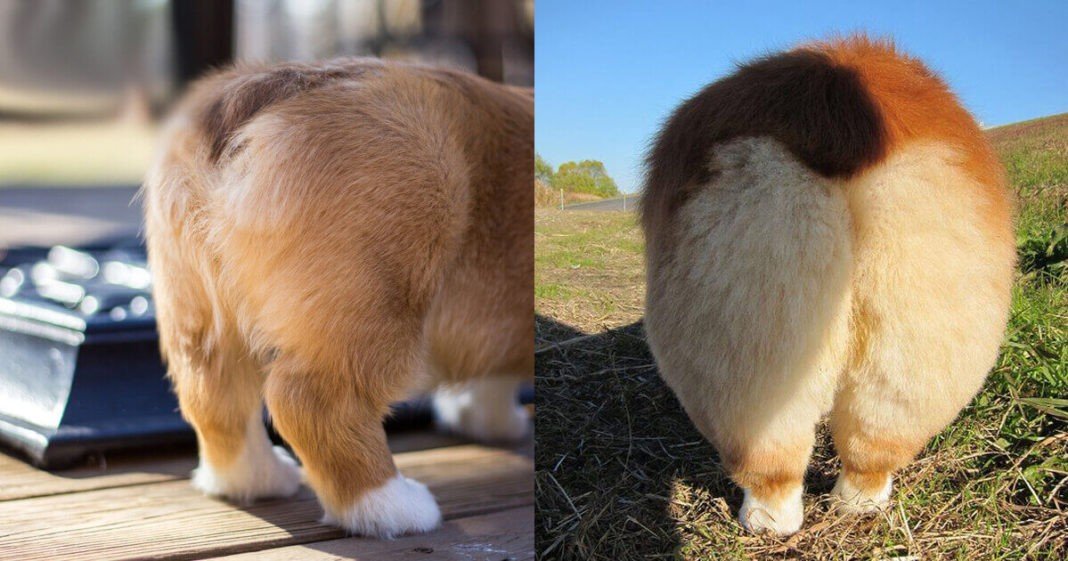 Corgi