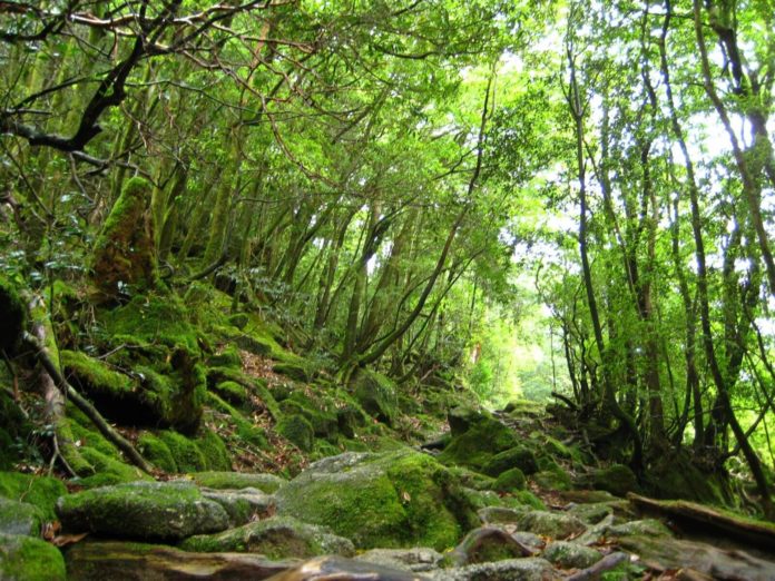 Đảo Yakushima