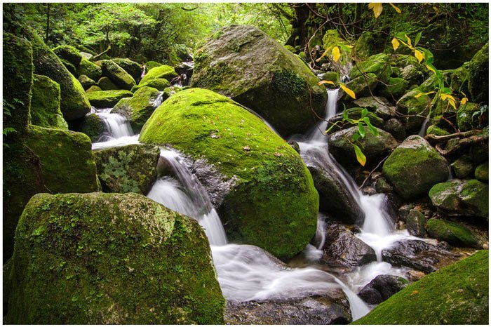 Đảo Yakushima