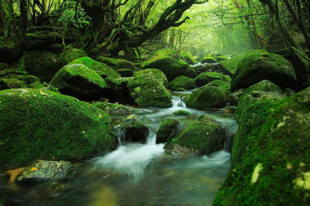 Đảo Yakushima