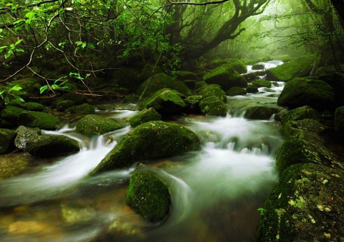 Đảo Yakushima