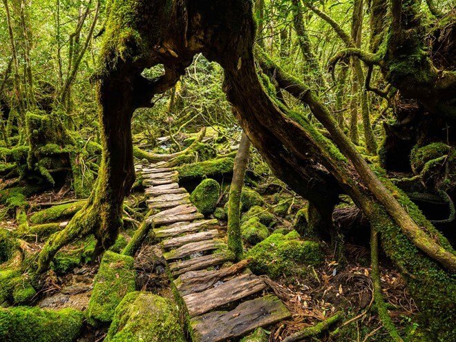 Đảo Yakushima