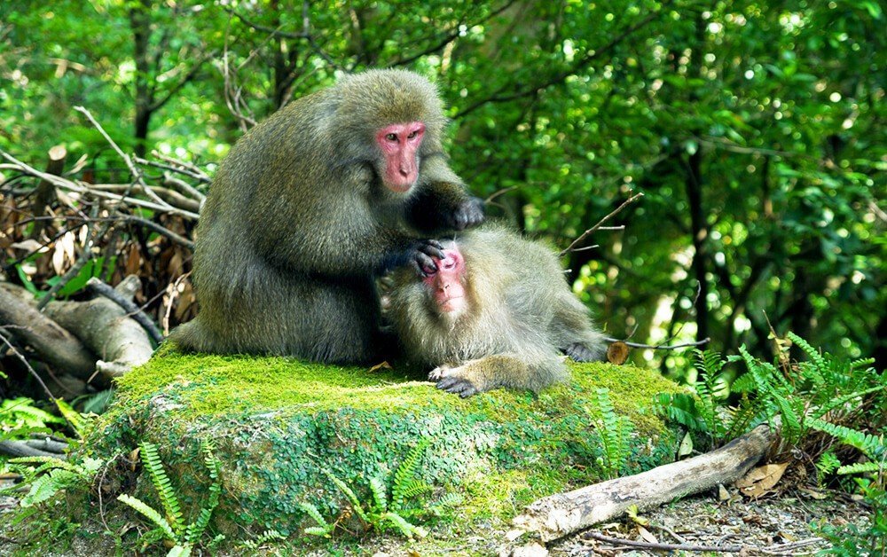 Khỉ ở đảo Yakushima