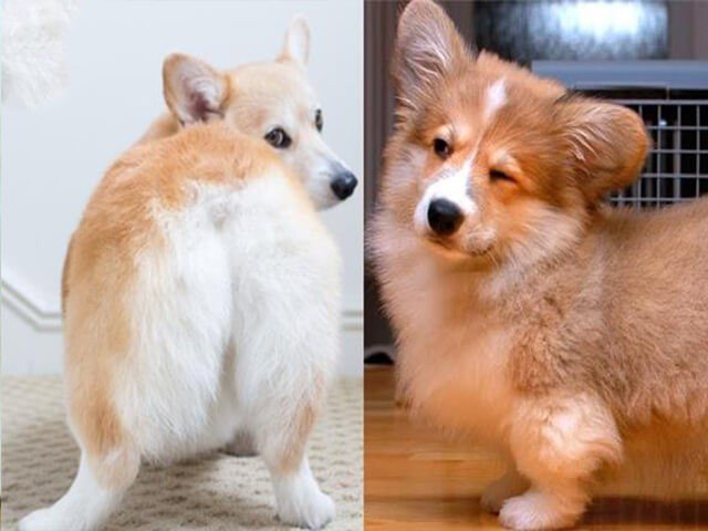 Corgi