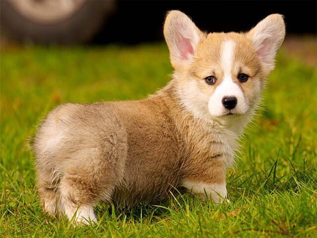 Corgi