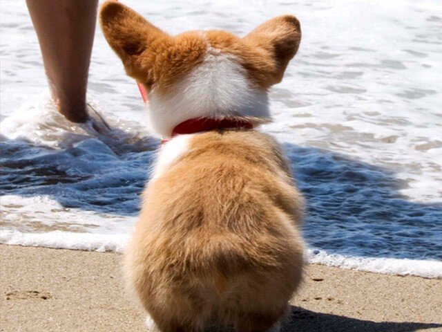 Corgi