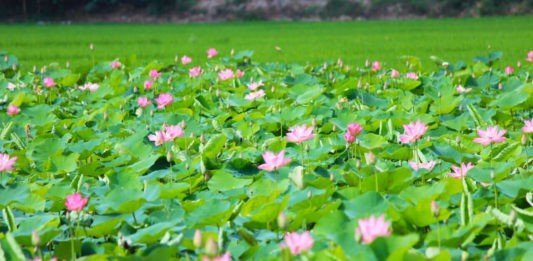 Đồng Sen Tháp Mười