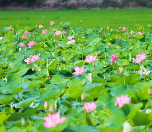Đồng Sen Tháp Mười