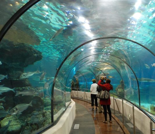 Đi giữa đại dương trong Times City