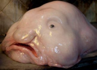 Cá Blobfish