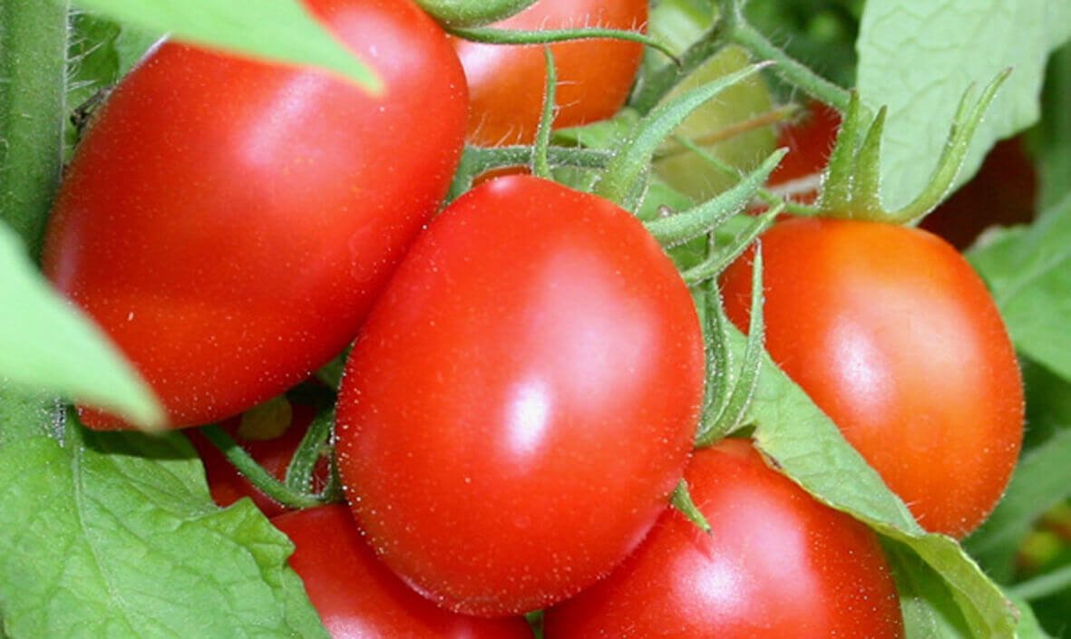 Cách trị mụn đầu đen bằng cà chua