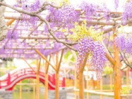 Top 7 lễ hội hoa Tử Đằng đẹp nhất nên xem khi du lịch Nhật Bản hoa Tử Đằng