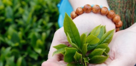 lá trà xanh