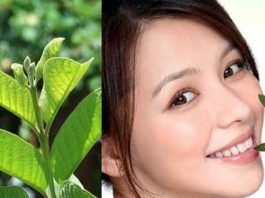nước lá ổi 3