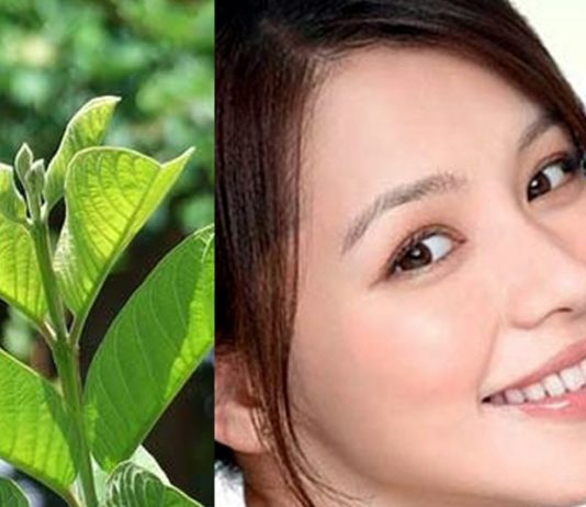 nước lá ổi 3