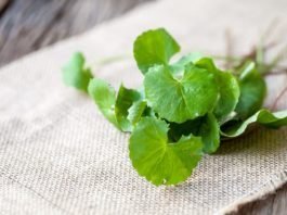 Tác dụng của rau má