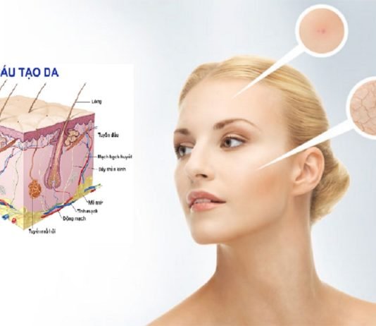 Chức năng, cấu tạo của da và các loại da Cấu tạo da và các loại da. (Nguồn: Internet)