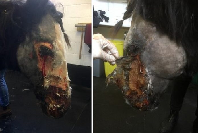 Chú ngựa Cinders bị nỏng nặng bởi axit 