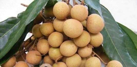 Quả nhãn