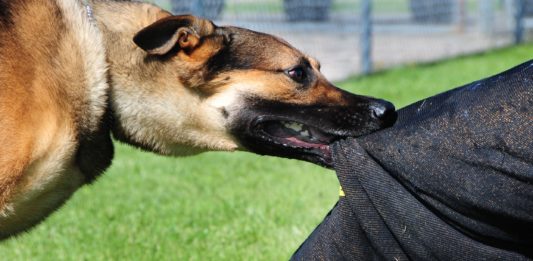 Làm gì khi bị chó cắn để tránh nguy hại tới tính mạng? Làm gì khi bị chó cắn?