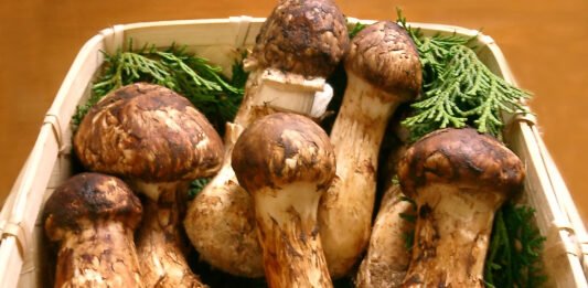 Nấm Matsutake