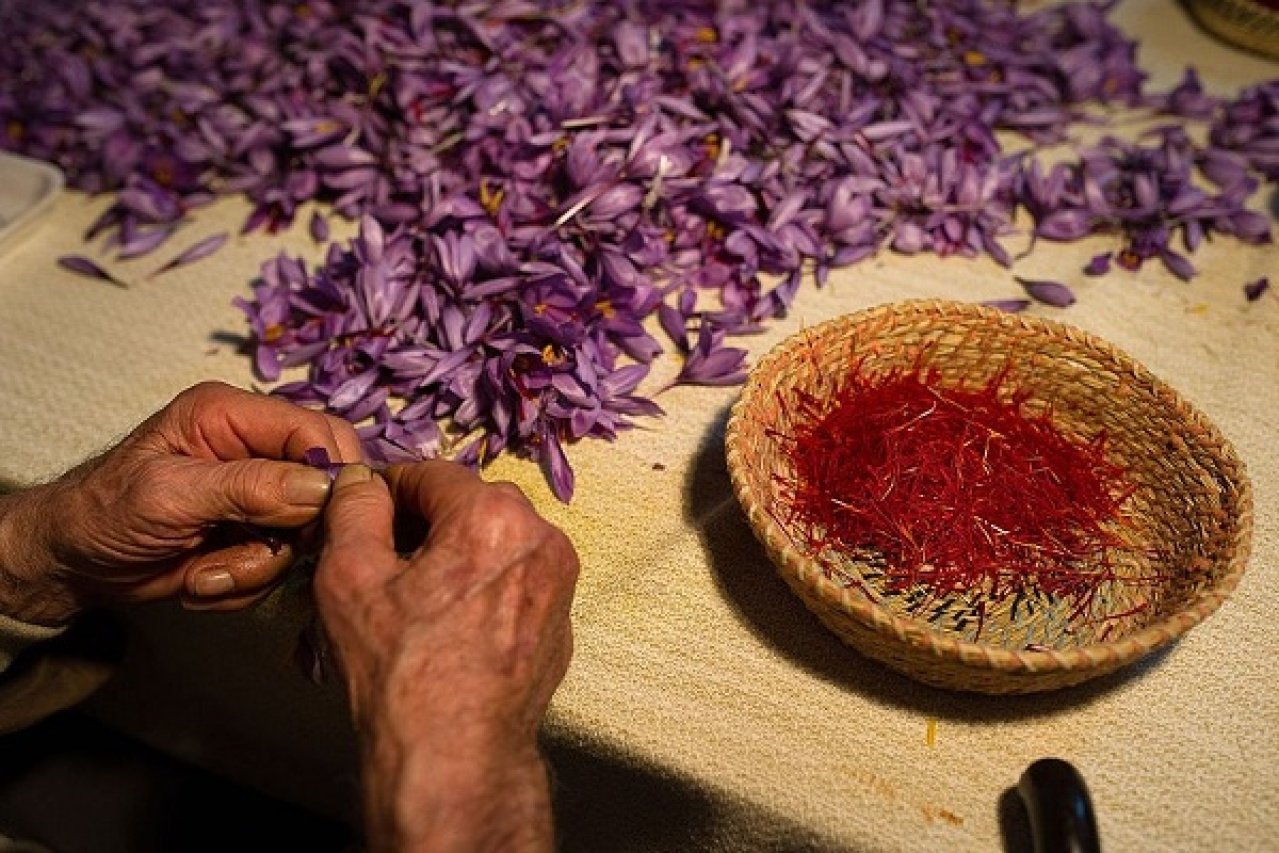 Để có được 1 gram nhụy hoa saffron cần tới 160 bông hoa nghệ tây