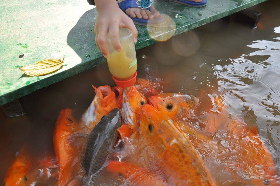 Hoạt động cho cá bú bình tại khu du lịch sinh thái Thác Giang Điền