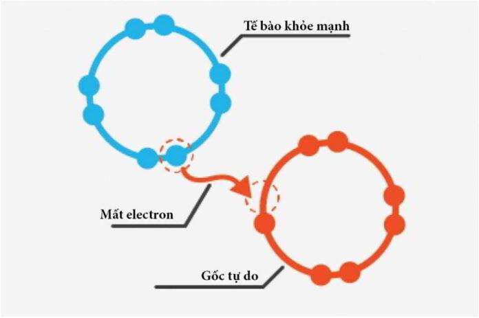 Gốc tự do lấy các điện tử để thành lập chuỗi tự do, là nguyên nhân hàng đầu gây ung thư