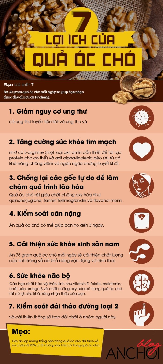 Quả óc chó có rất nhiều công dụng đối với sức khỏe, trong đó có 7 công dụng nổi bật nhất được liệt kê trong bài viết này