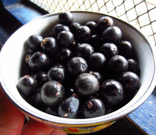 Quả acai berry – loại quả “thần dược” đối với sức khoẻ Quả mọng