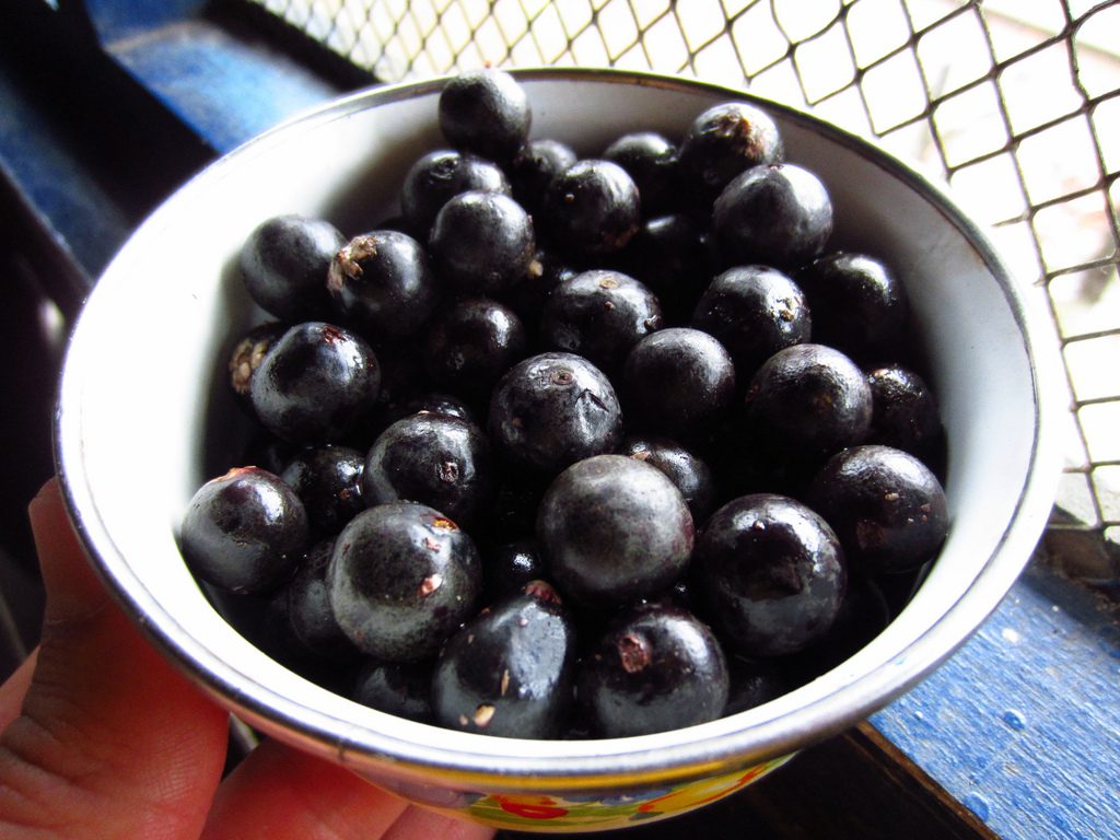 Quả acai berry – loại quả “thần dược” đối với sức khoẻ