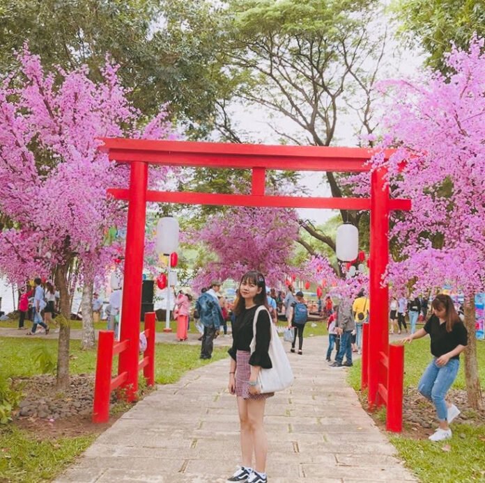 Cung đường Sakura 