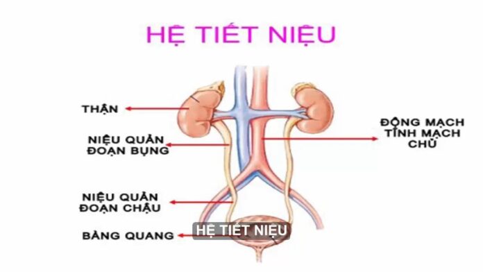 hệ tiết niệu