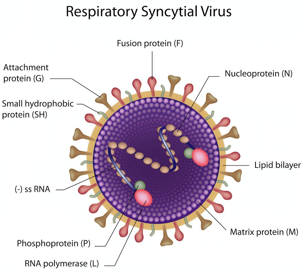 virus RSV