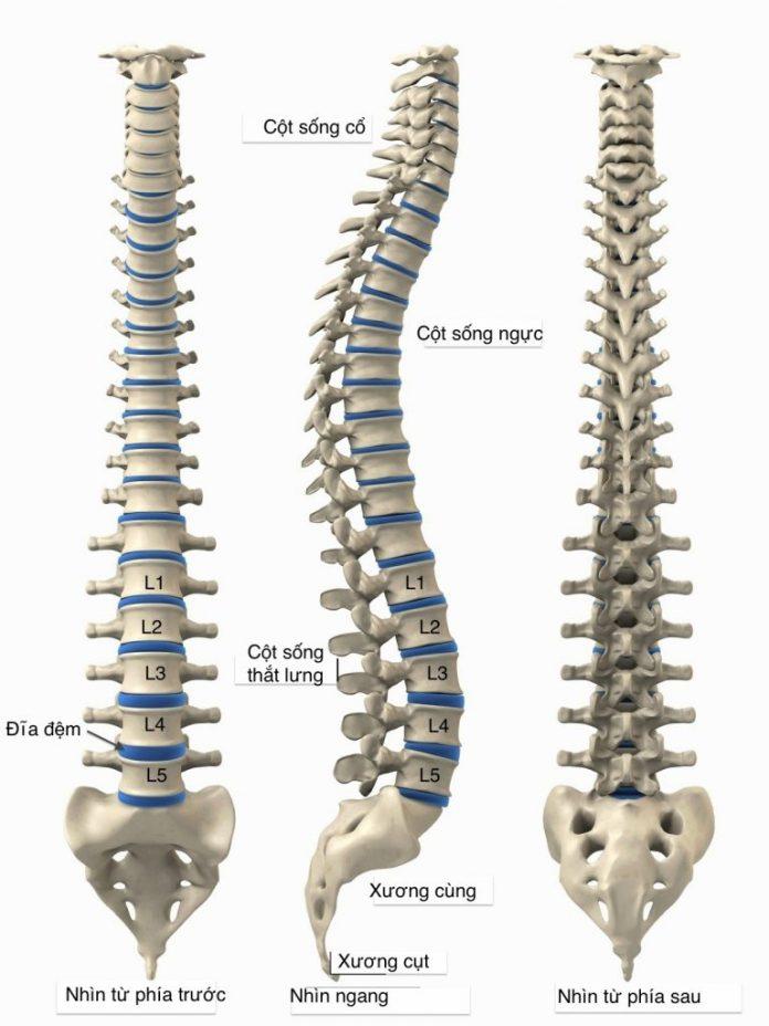giải phẫu cột sống