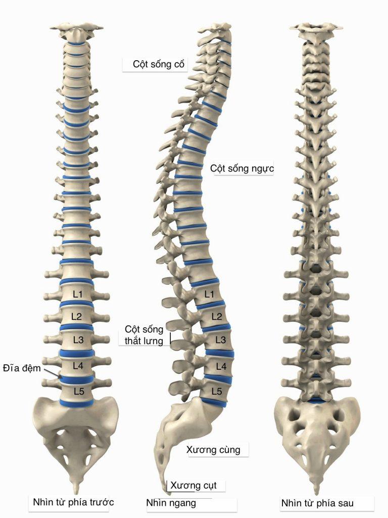 giải phẫu cột sống