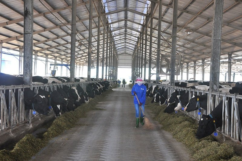 Trang trại bò sữa