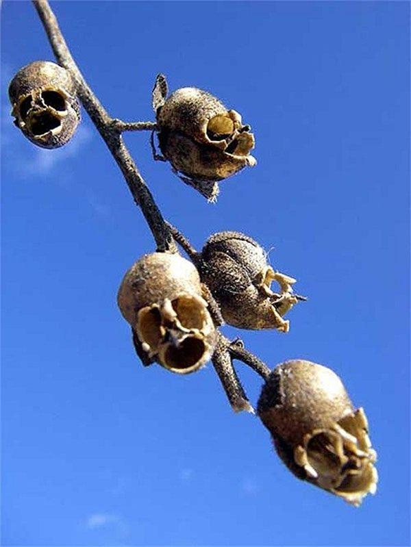 Loài hoa hộp sọ đáng sợ và độc đáo