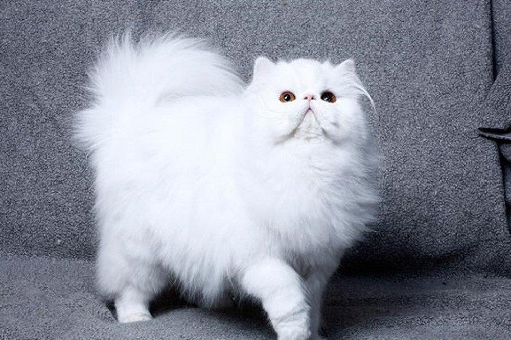 Mèo Ba Tư mặt tịt vô cùng hài hước và đáng yêu