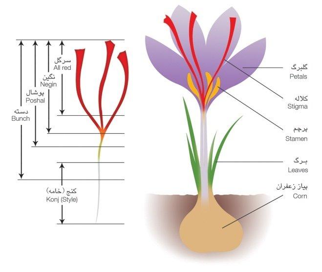 Hình minh họa các loại saffron