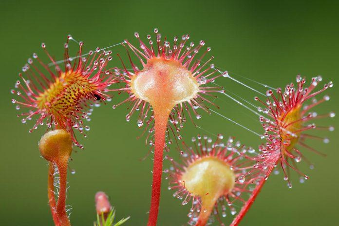 Loài hoa Chi Gọng vó đẹp độc và lạ 