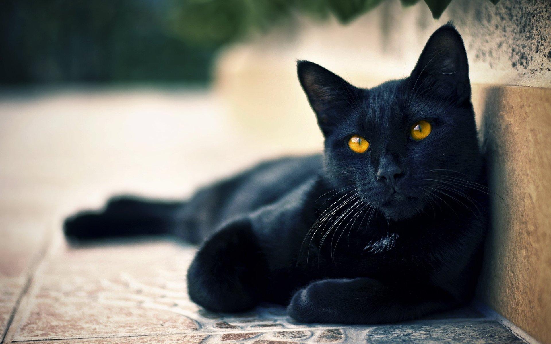 Con mèo đen và sự mê tín
