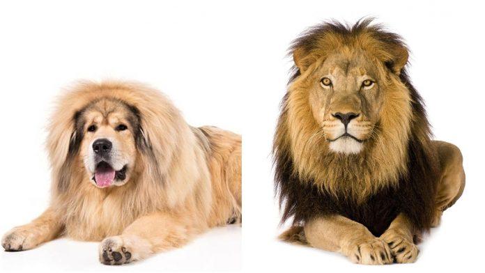 Chó Tibetan Mastiff (trái) và sư tử (phải) có ngoại hình tương đồng bất ngờ