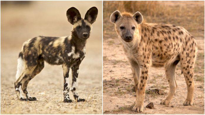 Chó hoang châu Phi (trái) và linh cẩu (phải) cũng khá giống nhau đấy nhỉ?