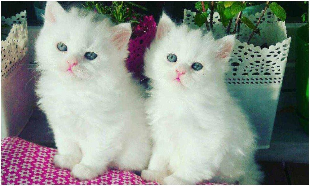 Mèo lông trắng là loài vật đáng yêu và quyến rũ. Với bộ lông mềm mịn, màu sắc trắng tựa như tinh khôi, con mèo trắng làm trái tim bạn tan chảy. Không chỉ là một con vật, mèo lông trắng còn trở thành bạn đồng hành đáng yêu của nhiều người.