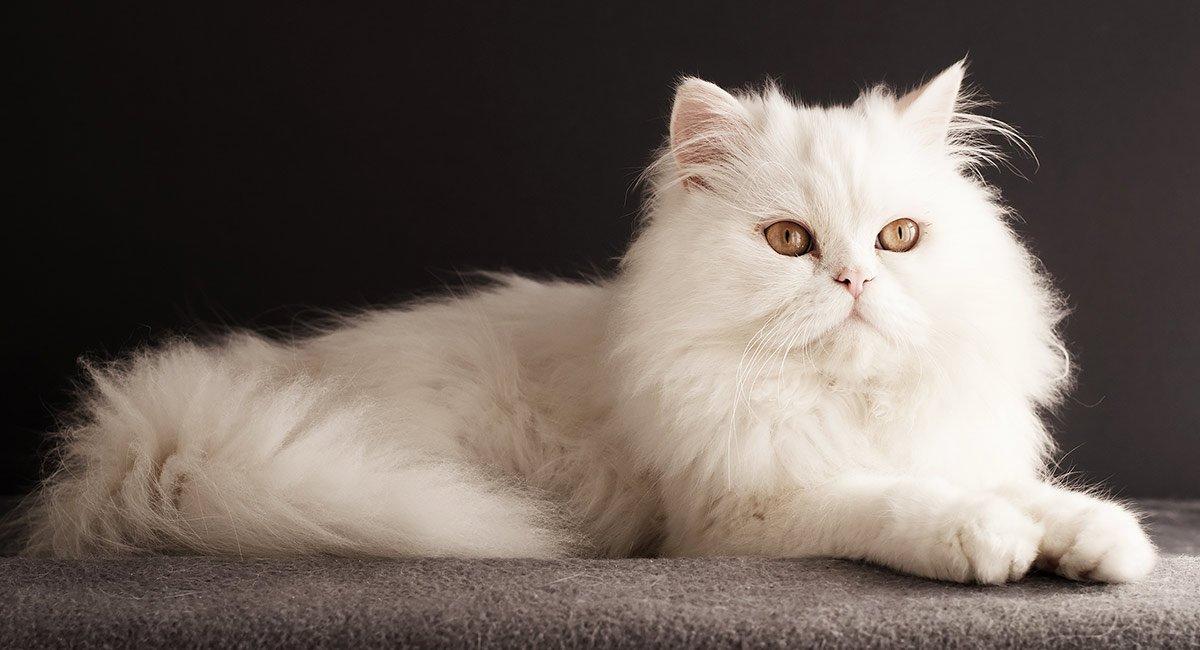 Mèo lông trắng: Mèo lông trắng với bộ lông dài và mềm mại thường rất đẹp và bắt mắt. Hãy xem hình ảnh của những chú mèo lông trắng để cảm nhận sự dịu dàng và tinh tế của chúng!