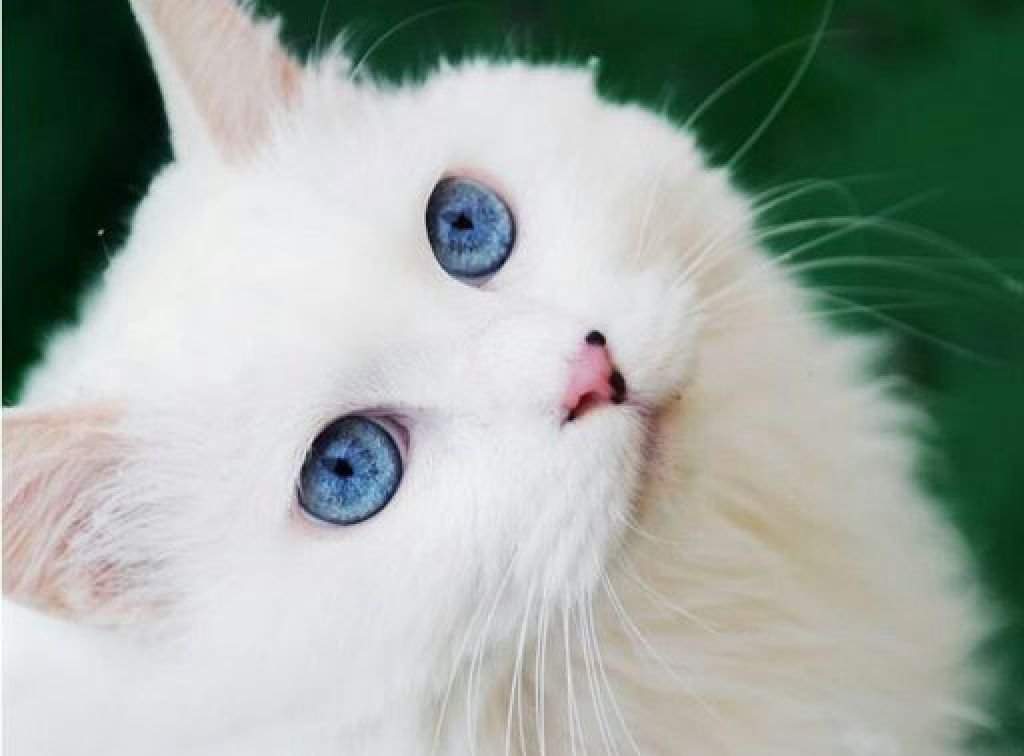 Hãy chiêm ngưỡng bức hình của một chú mèo lông trắng thật xinh đẹp, với lông mềm mại và mịn màng. Bạn sẽ phải thốt lên khen ngợi trước vẻ đẹp của chú mèo lông trắng này.