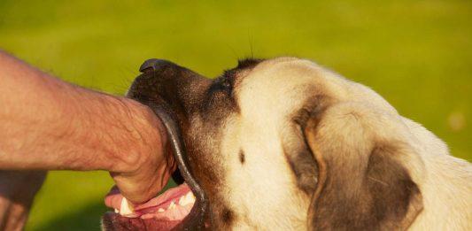 Xử trí khi bị chó cắn đúng cách để đảm bảo an toàn chó cắn