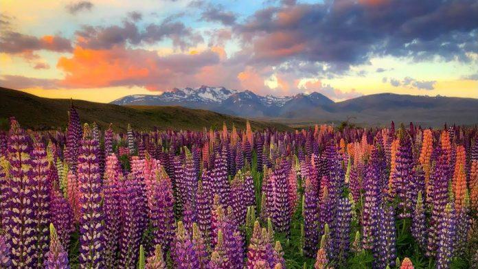 hoa Lupins tại New Zealand