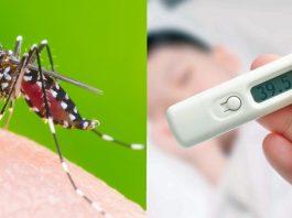 bệnh sốt xuất huyết